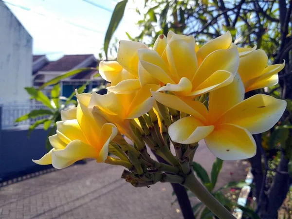 Gele Bloem Tuin — Stockfoto