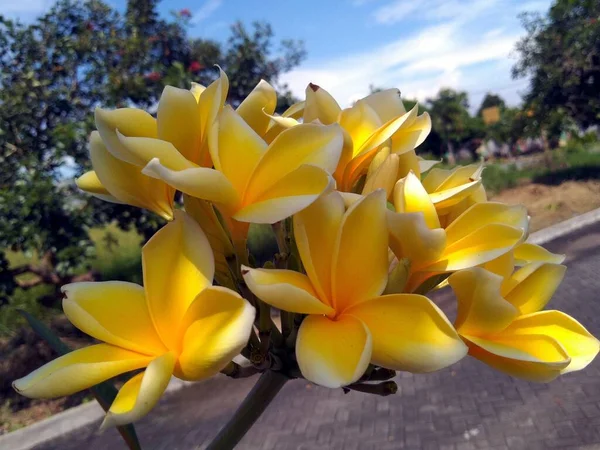 Close Van Tropische Bloemen Prachtige Natuur Achtergrond — Stockfoto