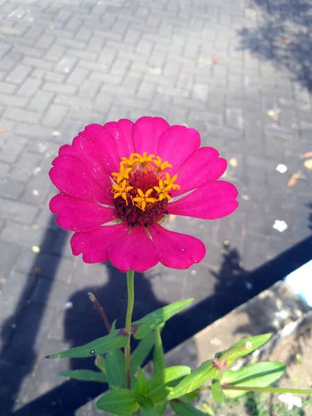 Schöne Blumen Vor Dem Hintergrund Des Sommergartens See — Stockfoto