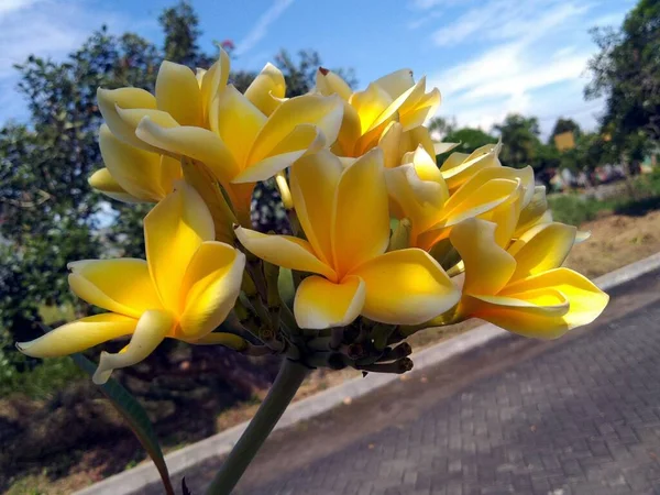 Una Hermosa Flores Tropicales Con Lirios Blancos Amarillos Plena Floración —  Fotos de Stock