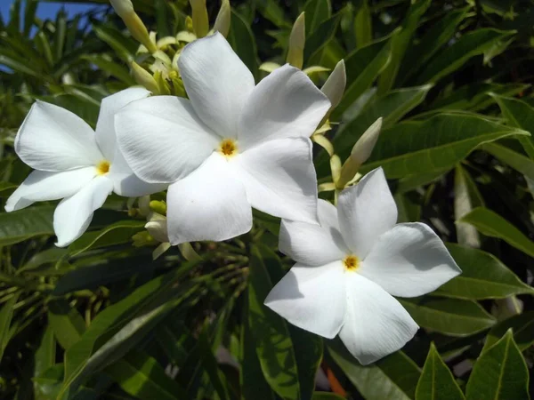 Orquídea Branca Jardim — Fotografia de Stock
