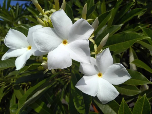 Orchidea Bianca Giardino — Foto Stock