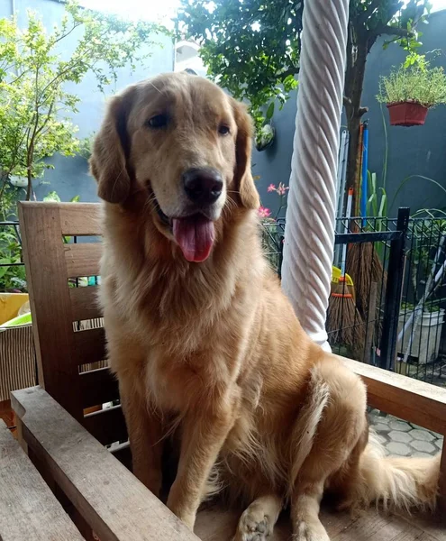 Lindo Perro Sentado Suelo — Foto de Stock