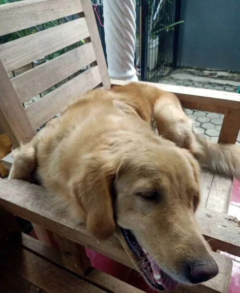 Dog Lying Floor — Stock Photo, Image