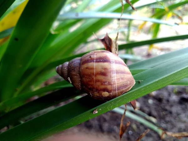 Escargot Sur Arbre — Photo