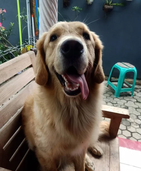 Bir köpeğin portresi.