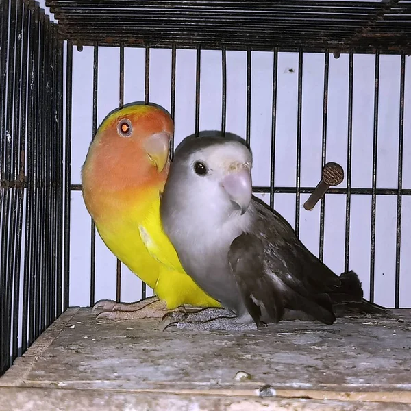 Een Close Shot Van Een Schattige Vogel — Stockfoto