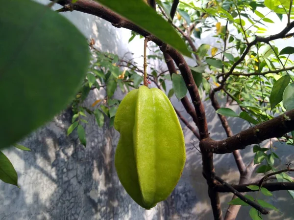 Pêras Verdes Maduras Jardim — Fotografia de Stock