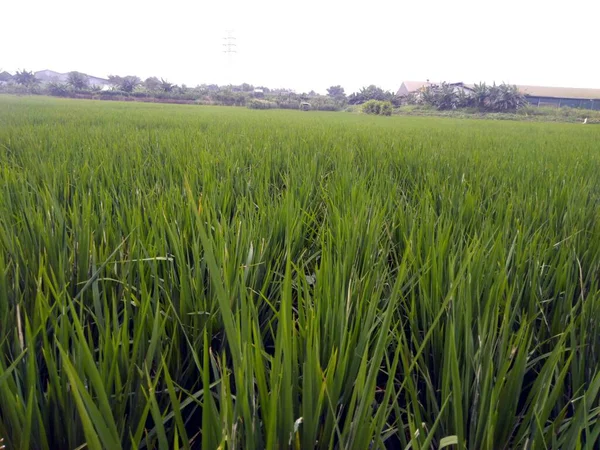 Campo Arroz Grama Verde Flora — Fotografia de Stock