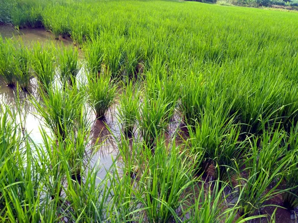 Kırsalda Pirinç Tarlası — Stok fotoğraf