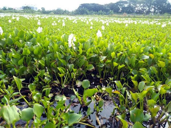 庭の植物の緑の葉は — ストック写真