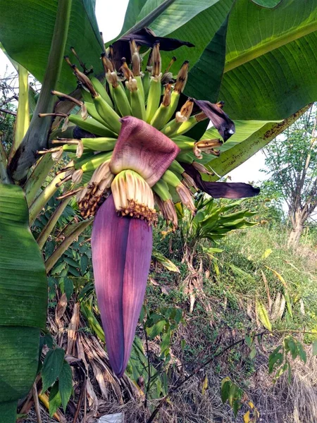 Banana Tree Garden — Stock Photo, Image
