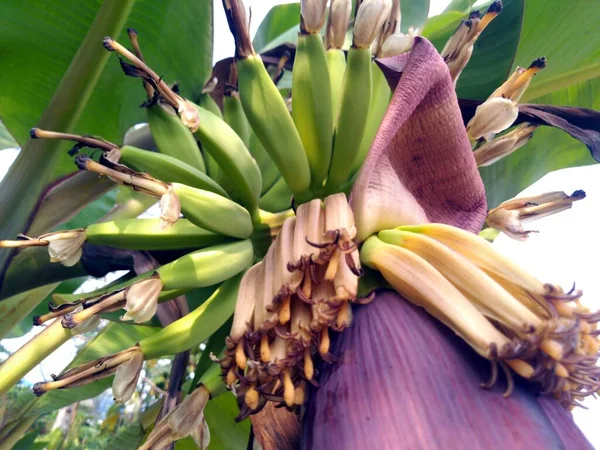 Banano Con Foglie Verdi — Foto Stock