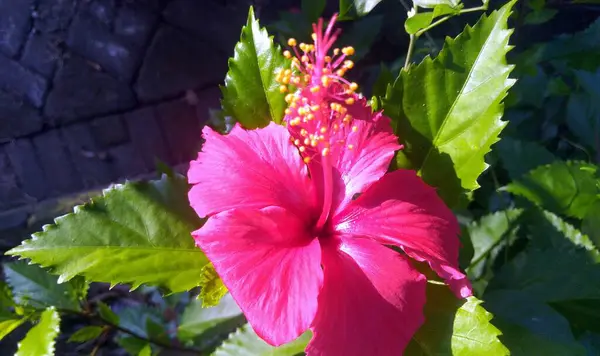 Mooie Roze Hibiscus Bloem Tuin — Stockfoto