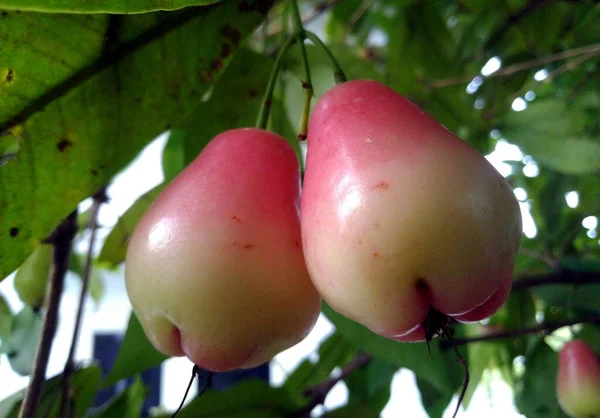 Green Apple Tree — Stock Photo, Image