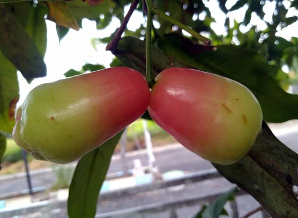 Primo Piano Una Papaya Rossa Verde — Foto Stock