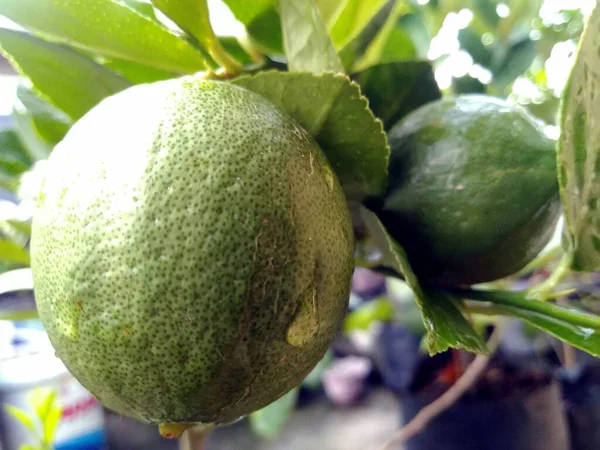 Green Ripe Fruit Tree — Stock Photo, Image