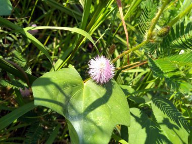 Güzel botanik fotoğrafı, doğal duvar kağıdı.