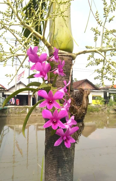 Bahçede Pembe Orkide — Stok fotoğraf
