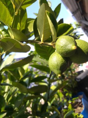 Bahçedeki ağaçtaki olgun yeşil limonlara yakın.