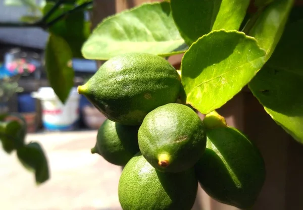 Folhas Verdes Uma Árvore — Fotografia de Stock