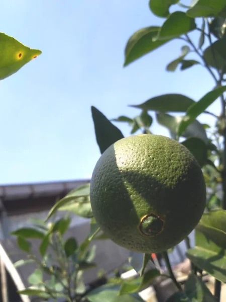 Grüne Olivenbäume Sommer — Stockfoto