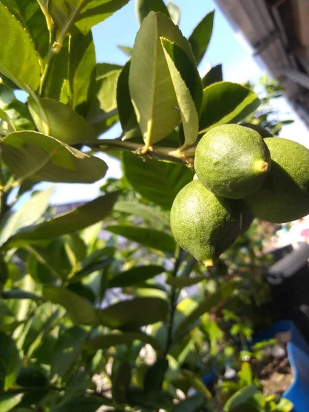 Bahçedeki ağaçtaki olgun yeşil limonlara yakın.