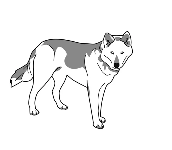 Lineart Illustration Black White Wolf Dog — Zdjęcie stockowe