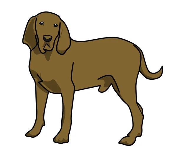  Labrador köpeğinin beyaz arkaplanda gölgeyle kameraya bakışının karikatür çizimi