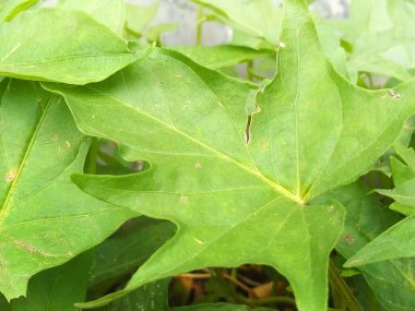 Taze yeşil bitki yaprakları.