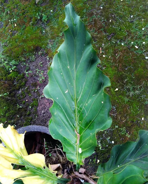 Schöne Botanische Aufnahme Natürliche Tapete — Stockfoto