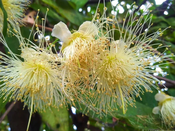 White Flowers Willow Branch Garden — Stockfoto