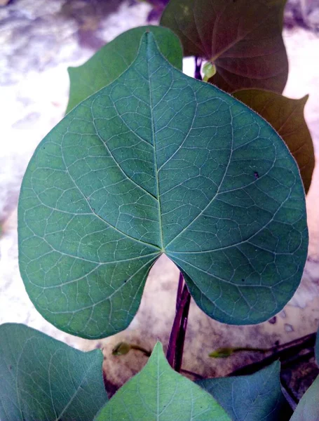 Closeup Green Leaves Tree — 图库照片