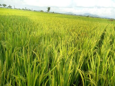 Tayland 'da yeşil pirinç tarlası