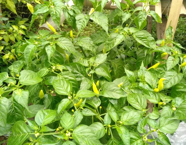 Foglie Verdi Una Pianta Nel Giardino — Foto Stock