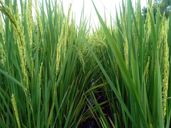 Green Grass White Background — Stock Photo, Image