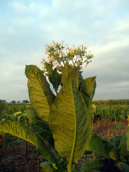 Gröna Blad Flora Naturen — Stockfoto