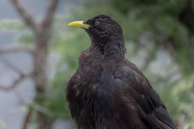 Alpine Chough (Pyrrhocorax graculus) Bavyera Alpleri, Jenner Dağı, Almanya