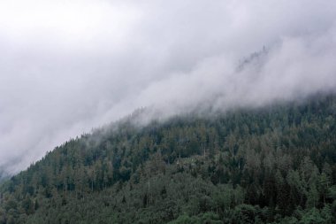 Almanya 'daki Bavyera Ormanı üzerindeki sisli manzara
