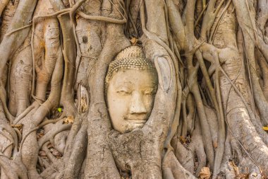 Buda kafası Ayutthaya, Tayland 'da bir Banyan ağacına gömülü.