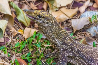 Singapur Botanik Bahçesinde Asya Su İzleme Kertenkelesi