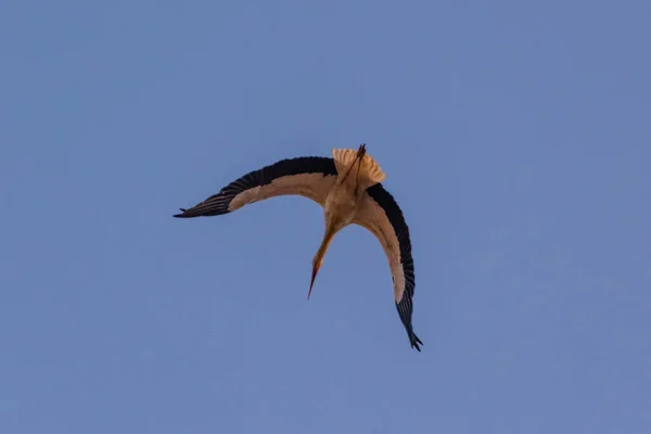モロッコのマラケシュの空を飛ぶ素晴らしいコウノトリ — ストック写真