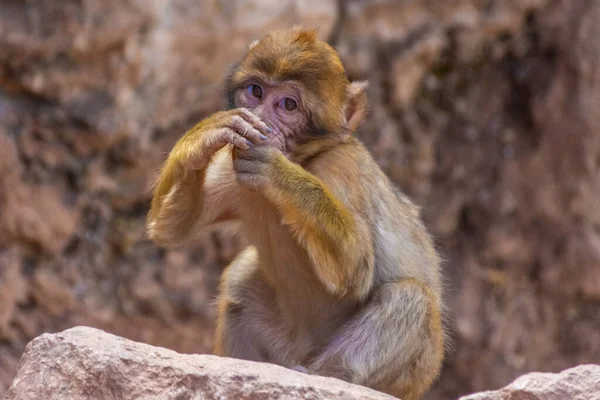 Divoké Dítě Barbar Opice Jíst Maroku — Stock fotografie