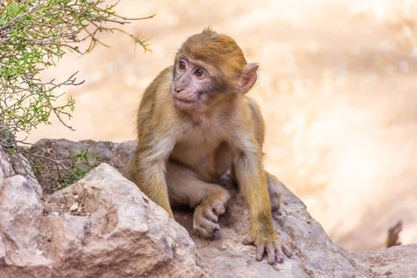 Divoké Dítě Barbar Opice Maroku — Stock fotografie
