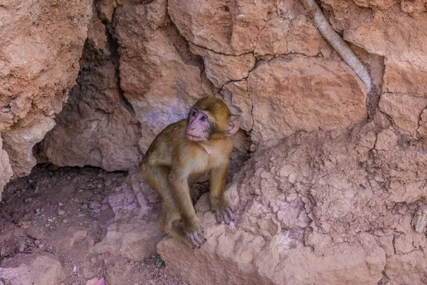 Děťátko Divoký Barbar Opice Svém Doupěti Maroko — Stock fotografie