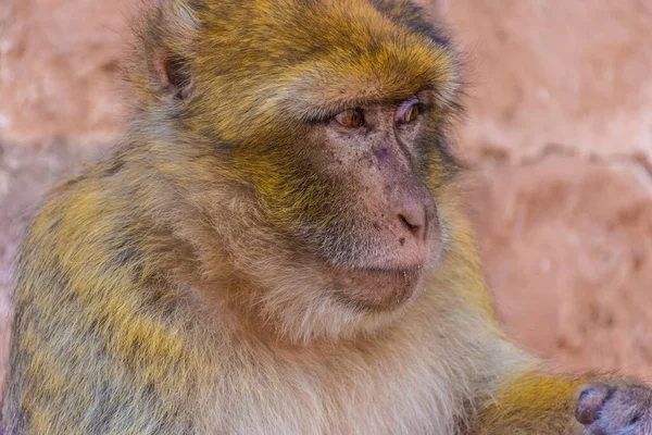 Retrato Mono Salvaje Marruecos — Foto de Stock