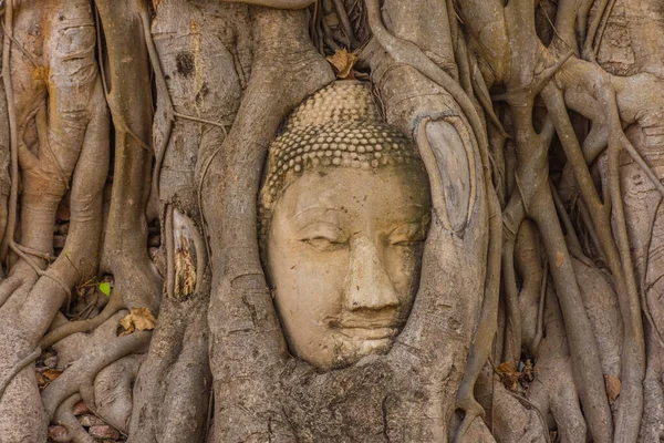 位于泰国Ayutthaya的Banyan树的佛头 — 图库照片