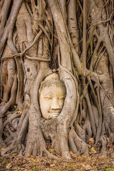 Cabeza Buda Incrustada Árbol Banyan Ayutthaya Tailandia — Foto de Stock