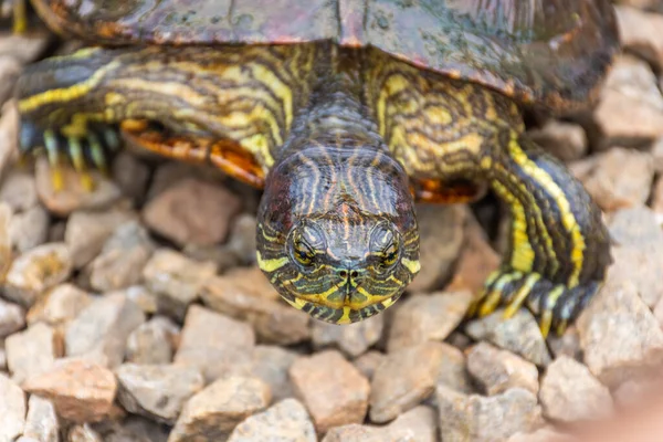 Chrysemys Picta Ζωγραφισμένη Χελώνα Στους Βοτανικούς Κήπους Της Σιγκαπούρης — Φωτογραφία Αρχείου