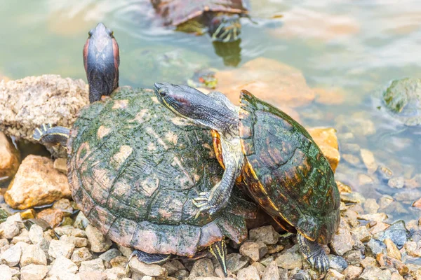 Chrysemys Picta Eller Målad Sköldpadda Singapore Botaniska Trädgårdar — Stockfoto